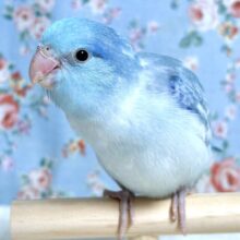 マメルリハ  ヘビーパイドブルー  男の子  ‎🤍💙🫧‪