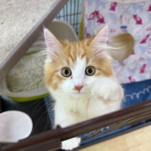 ソフトタッチな甘ったれおっとり君🩷サイベリアンの男のコきました〜✨️