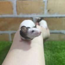 小さくて可愛い！パンダマウスの女の子入荷しました！