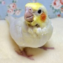 オカメインコ  ルチノー  ( ● ･θ･)ノ✨*.+゜