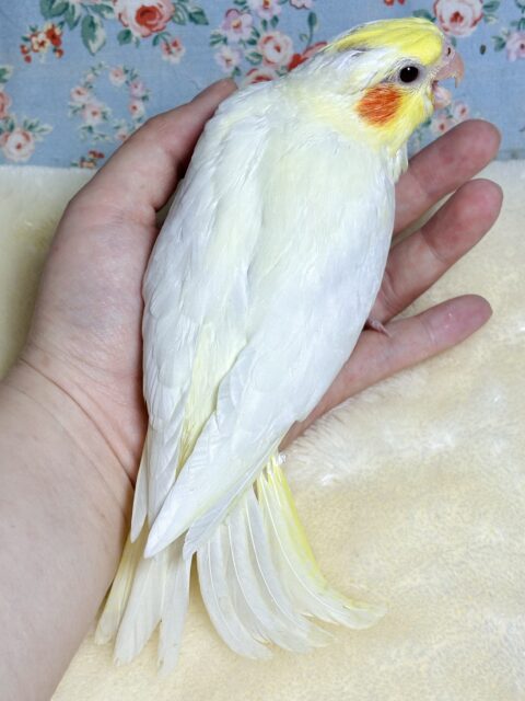 オカメインコ