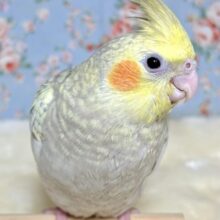 オカメインコ  シナモンパール  ☕️🌿.•*