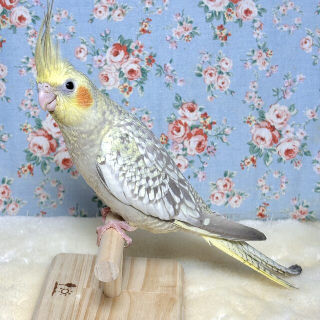 オカメインコ シナモンパール ☕️🌿.•*