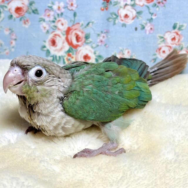 ウロコインコ(ホオミドリアカオウロコインコ) ブルーシナモン ウロコインコ(ホオミドリアカオウロコインコ) ブルーシナモン