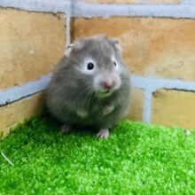 長毛美人！セーブルハムスターの男の子入荷しました！