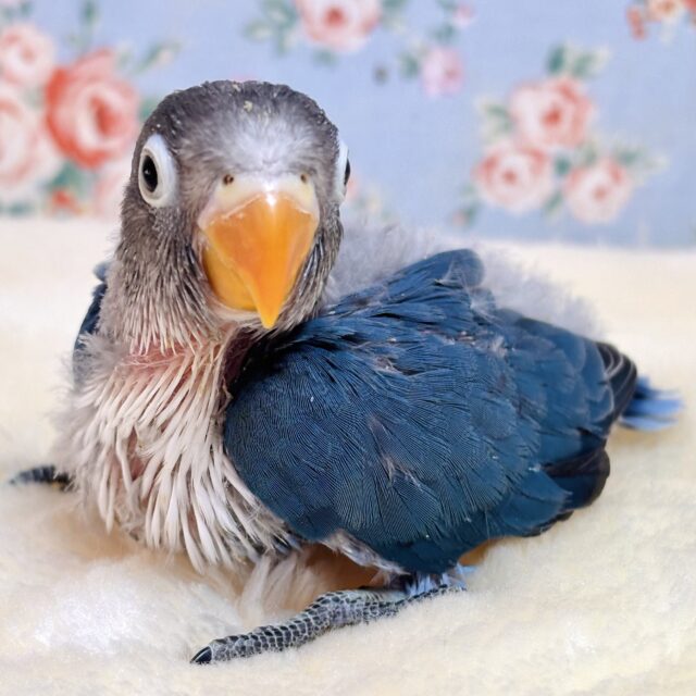 ブルーボタンインコ