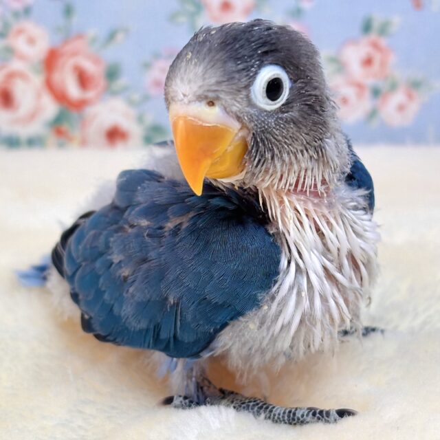 ブルーボタンインコ