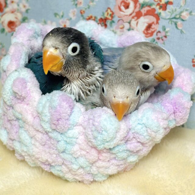 ボタンインコ ブルー系 3羽 💙️🩵💚