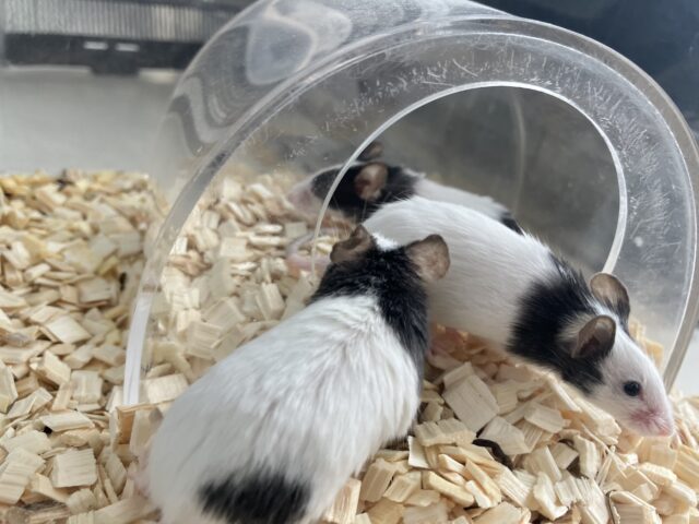 パンダマウス