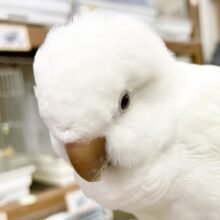 最新画像あり！動画あり！お喋り上手🤍オキナインコ　アルビノ