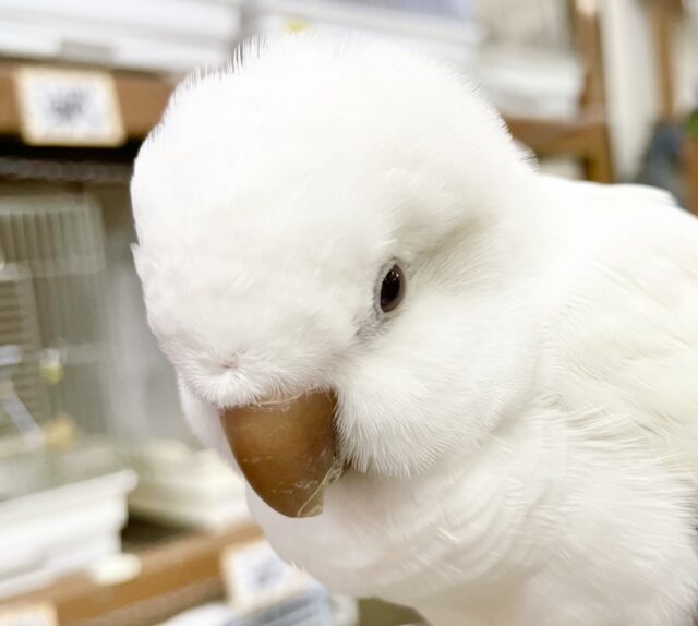 最新画像あり！動画あり！お喋り上手🤍オキナインコ　アルビノ