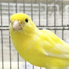 オファー ペットのデパート東葛 鳥リスト