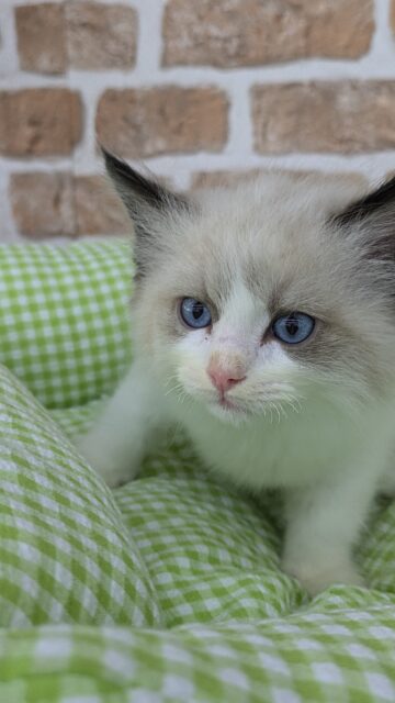 甘猫党所属⚔️🐱💓‪ゴロゴロゴローニャ🐱💖ラグドール・男の子！