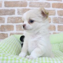 ホイップ☁ましましなちっちゃボーイ🐶✨チワワ・男の子！