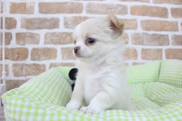 ホイップ☁ましましなちっちゃボーイ🐶✨チワワ・男の子！