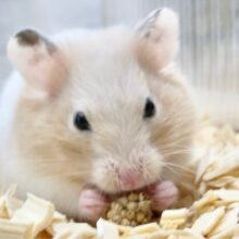 最新画像！カラーハムスター（クリームバンデット）　淡いカラーが素敵です♪
