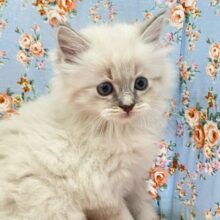 お顔の模様がステキなイケメンボーイ☆　ラグドールの男のコ 2024.11/9撮影