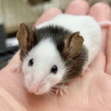 最新画像！パンダマウス　女の子　白黒模様の小さなネズミさん♪