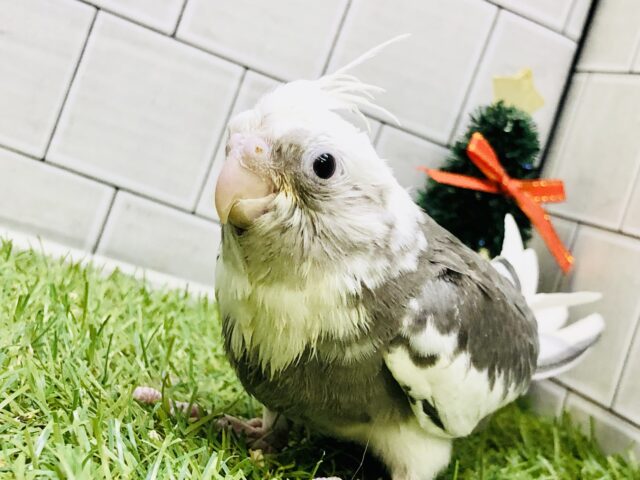 オカメインコ