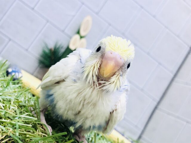 セキセイインコ