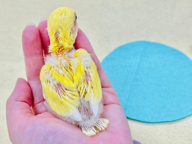 コザクラインコ（小桜インコ）