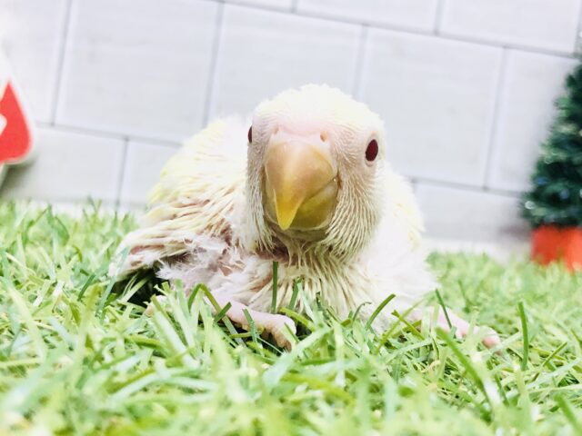 コザクラインコ（小桜インコ）