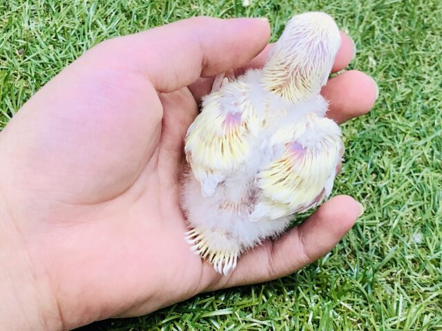 コザクラインコ（小桜インコ）