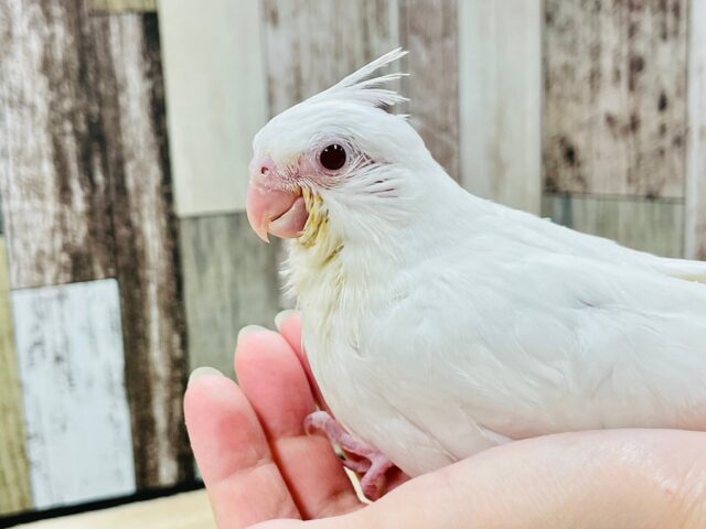 オカメインコ