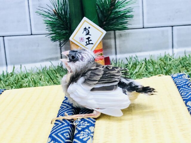 錦花鳥（キンカチョウ）