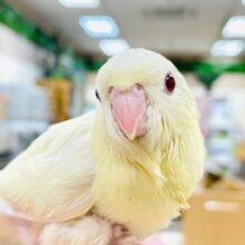 【最新画像更新🪄】ぴーぽぽ！ヒナ鳴きが止まらない💓サザナミインコ（クリームルチノー）
