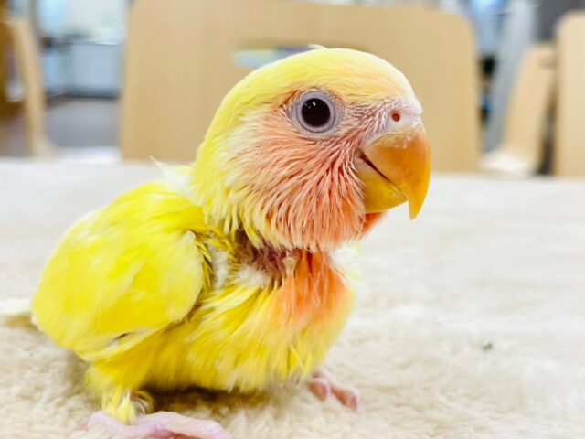 コザクラインコ（小桜インコ）