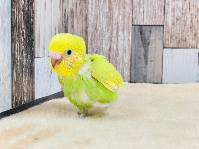 セキセイインコ