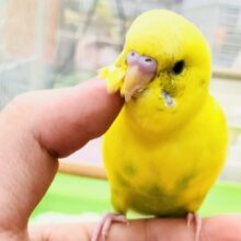【最新画像更新☆☆】ブチ柄がチャームポイント！？　セキセイインコ
