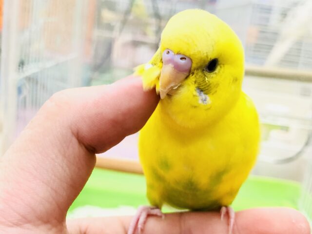 【最新画像更新☆☆】ブチ柄がチャームポイント！？　セキセイインコ