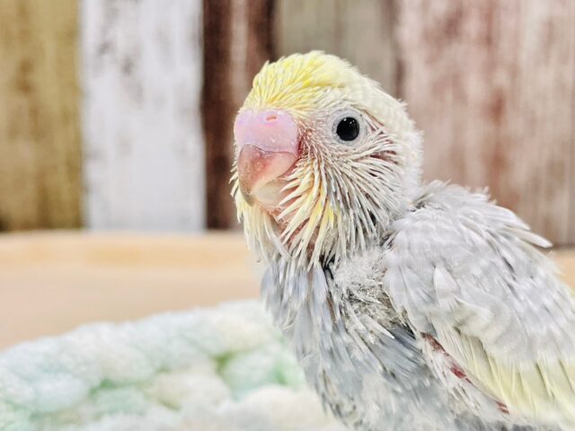 シックなカラーに見惚れちゃう💞セキセイインコ（パステルレインボースパングル）ヒナ