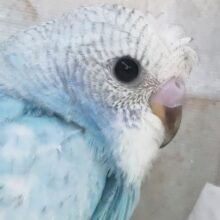 青空カラーに夢中～🌤️ セキセイインコ(ブルースパングル)