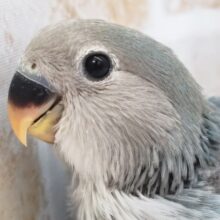 青いさくらんぼさん発見～💙 コザクラインコ(ブルーチェリー)