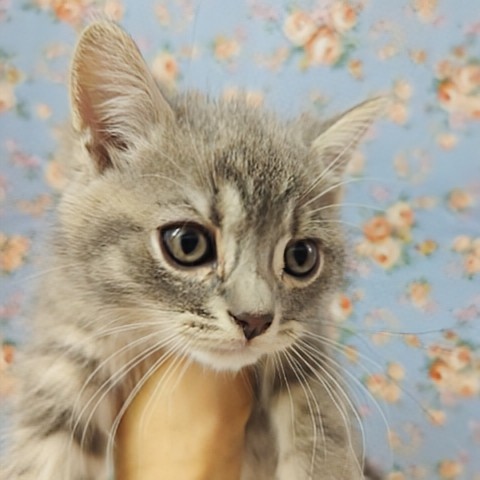 動画あり!最新画像!スコティッシュフォールド(ブルータビー&ホワイト)男の子♫可愛すぎてキュンキュンしちゃうよ💕 スコティッシュフォールド