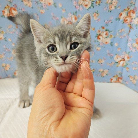動画あり!最新画像!スコティッシュフォールド(ブルータビー&ホワイト)男の子♫可愛すぎてキュンキュンしちゃうよ💕 スコティッシュフォールド
