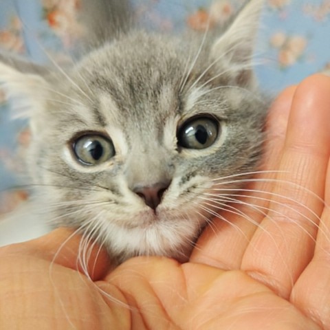 動画あり!最新画像!スコティッシュフォールド(ブルータビー&ホワイト)男の子♫可愛すぎてキュンキュンしちゃうよ💕 スコティッシュフォールド