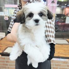 最新画像！ハーフ犬（マルチーズ×シーズー）女の子♪むっちりボディなハイテンションガール💕