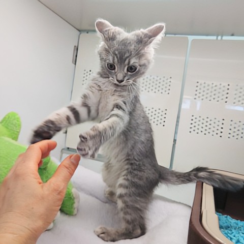 スコティッシュフォールド