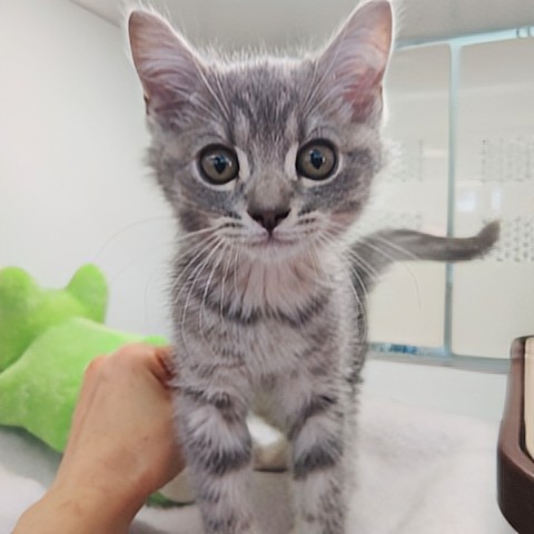 スコティッシュフォールド