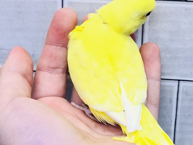 セキセイインコ