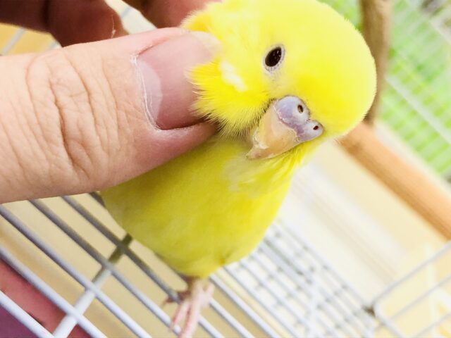 セキセイインコ