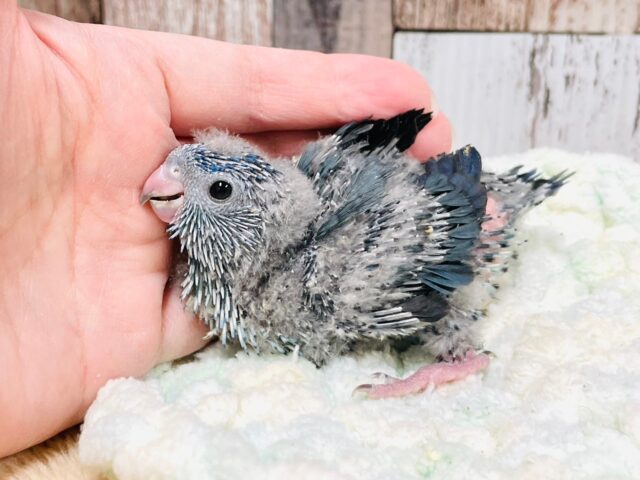 サザナミインコ