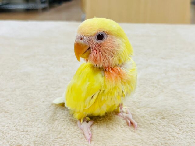 コザクラインコ（小桜インコ）