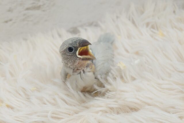 目をおおきく！お口大きく～～　あぴーる上手☆彡　シルバー文鳥～～