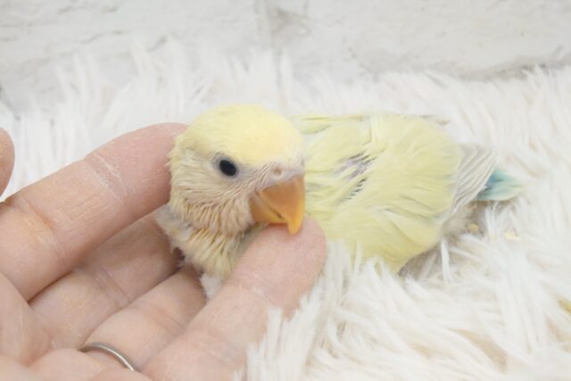 駆け寄る、うずめる。。あまえる～～　コザクラインコ　シナモン～～