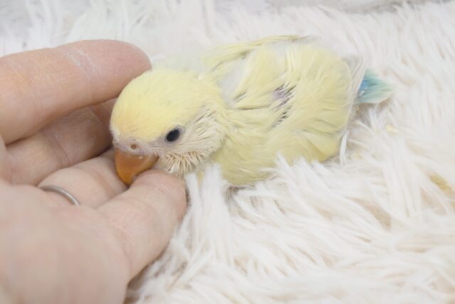 コザクラインコ（小桜インコ）